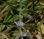 Mentha arvensis