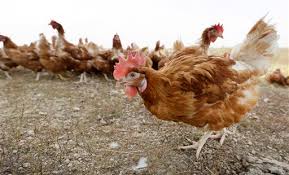 Image result for Police arrest man for killing another over fowls