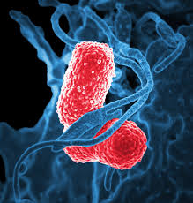 Image result for bacteria