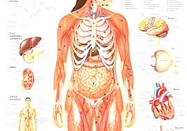 Human body consists of various organ systems, each of. Diagram Download Female Anatomy Diagram Organs Hd Version Tablebois Msc Lausitzring De