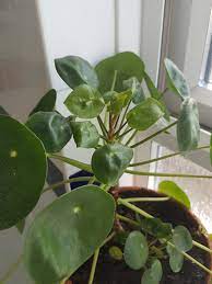 Maybe you would like to learn more about one of these? Why Are My New Leaves Curling Ppeperomioides
