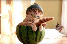 And they definitely will try eating it if they see their owners enjoying its if your cat has accidentally ingested a tiny amount of honey, monitor it carefully. Can Cats Eat Watermelon Is It Healthy Traveling With Your Cat