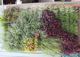 Recommended Green Wall Plants Ozbreed