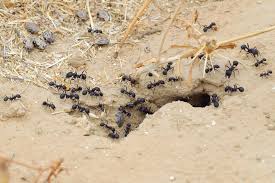 Image result for pavement ants