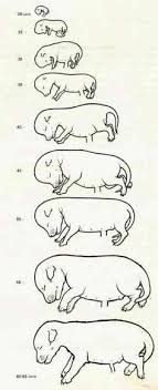 Dog Pregnancy Stages