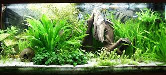 best plants for your custom aquarium