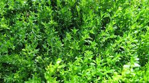 how to care for a green carpet plant