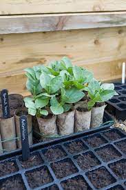 how to use cold frames in spring
