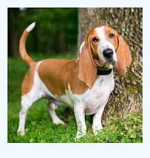 Browse thru basset hound puppies for sale near amherst, virginia, usa area listings on puppyfinder.com to find your perfect puppy. The Single Most Important Thing You Need To Know About Basset Hound For Sale Dog Breed
