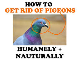 How To Get Rid Of Pigeons Without