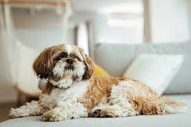 how to groom a shih tzu at home cuteness
