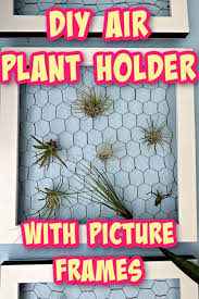 Diy Air Plant Holder Crafty Little Gnome