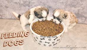 Feeding Dogs Guide To Small Breed Dog Diet