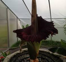An exotic flower, called the puya raimandii, is beginning to bloom at the university of california, berkley's botanical garden. Corpse Flower Morticia Blooms In Boston Upi Com