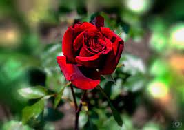 beautiful red rose background high