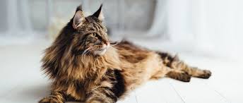 10 large cat breeds with even bigger