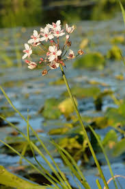 Butomus umbellatus - Wikipedia