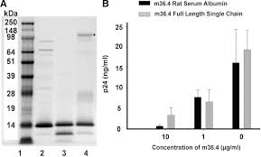 Mouse Monoclonal Anti P24 Antibody Bioz Ratings For Life
