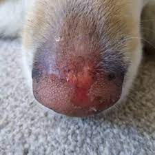 wounds in dogs joii pet care