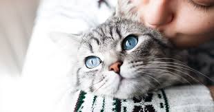 30+ himalayan kittens for sale craigslist png. Adoptable Cats Atlanta Humane Society