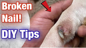 how to fix a dog s broken nail at home