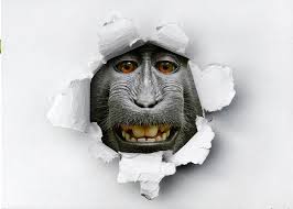 s monkey funny portrait