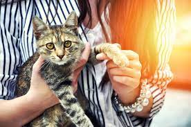 We find a rescue kitten in need and pair them with a person looking for a lovable companion. Cat Adoption Checklist American Humane American Humane