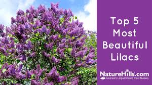 In addition to gardening in a colder climate, he gardened on limestone. Lilac Bushes For Sale Naturehills Com