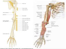 Radial Nerve Course Relations Applied Anatomy