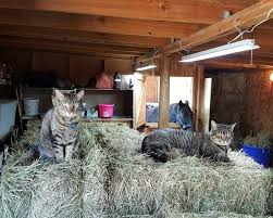 Barn Cats Pets With A Profession