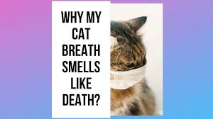 cat breath smells like 5