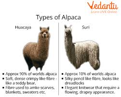 scientific name of alpaca learn