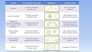 Interpretation Of The Urinalysis Part 3 Microscopy And