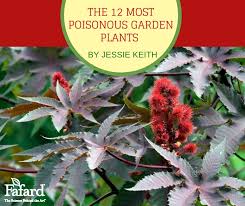 fafard 12 poisonous garden plants to