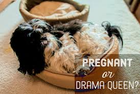 signs your dog is pregnant pethelpful