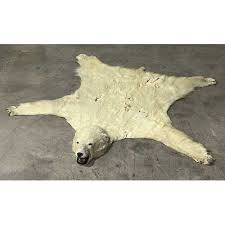 taxidermy polar bear skin ursus