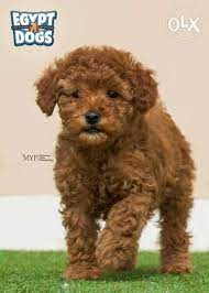 egypt imported toy poodle from ukraine