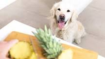Can dogs have dried pineapple?