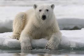 Adopt a Polar Bear | Symbolic Adoptions from WWF