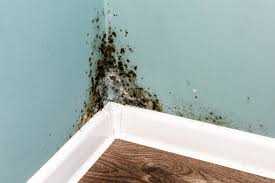 Remove Mold From My Painted Walls