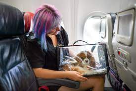 flying with a dog what you need to
