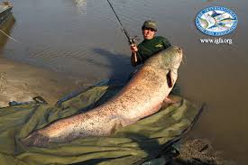 record-all-tackle-wels-catfish