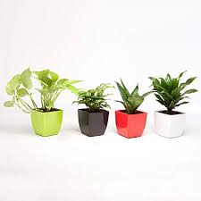 green plants in beautiful plastic pots