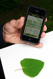 Among other features, this free app helps identifying plant species from photographs, through a visual recognition software. Leafsnap A New Mobile App That Identifies Plants By Leaf Shape Is Launched By Smithsonian And Collaborators Smithsonian Insider