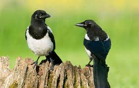 why are there so many magpies