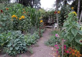 Gardening In Northern California