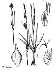 Sp. Carex distans - florae.it