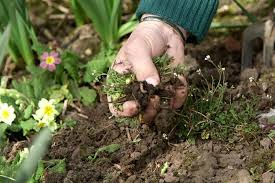 How To Get Rid Of Weeds In Flower Beds