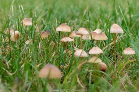 how to get rid of mushrooms in yard for
