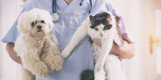 Quanto costa una visita dal veterinario?